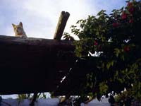 Cats on roof outside house